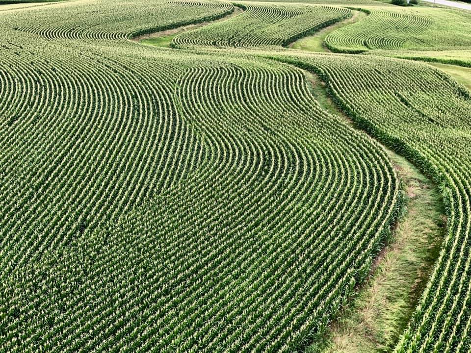 Elkhorn